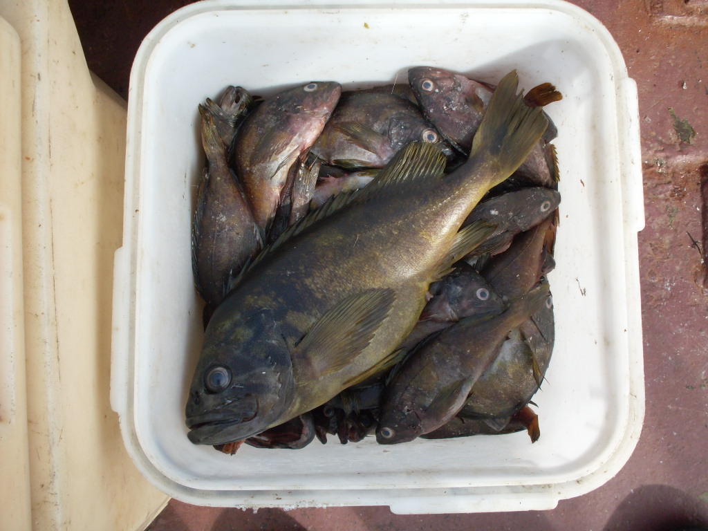 Улов морского окуня