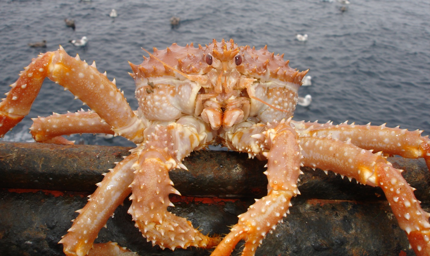 krab