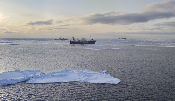 В Охотском море завершился промысел минтая в сезон «А»