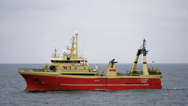 Магаданский филиал ВНИРО выполняет мониторинг промышленного лова креветки северной